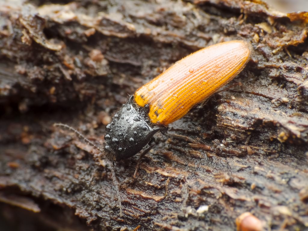 Ampedus (Ampedus) nigroflavus (Goeze, 1777)